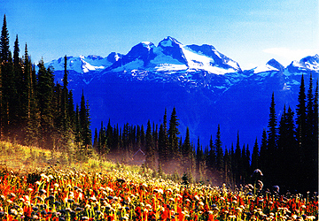 Image description
