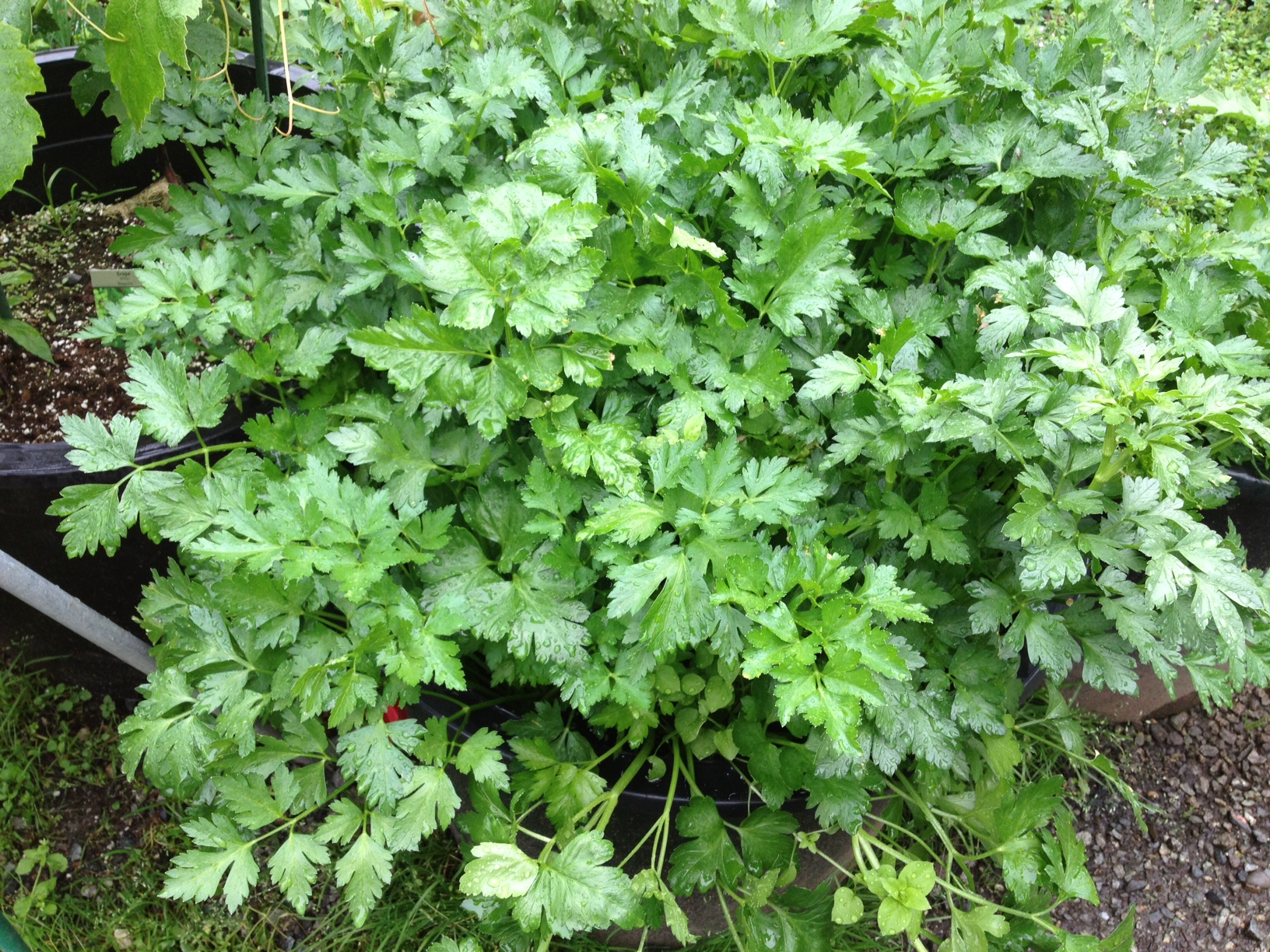 italian parsley, flatleaf parsley, parsley, Herbs anchorage, eagle river herbs, hardy herbs, alaskan herbs