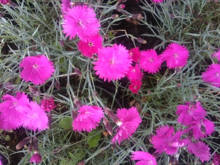 dianthus, perennial dianthus,  Hardy perennials, alaskan perennials, eagle river perennials, anchorage perennials, hardy perennials, sun perennials, part sun perennials, shade perennials,