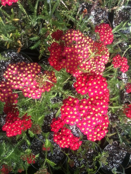 yarrow, red yarrow,  Hardy perennials, alaskan perennials, eagle river perennials, anchorage perennials, hardy perennials, sun perennials, part sun perennials, shade perennials,