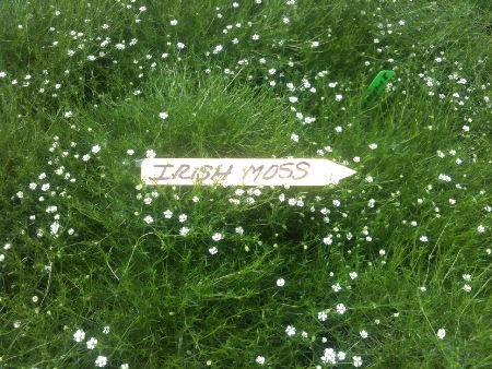 Irish moss, sagina subulata,  Hardy perennials, alaskan perennials, eagle river perennials, anchorage perennials, hardy perennials, sun perennials, part sun perennials, shade perennials,
