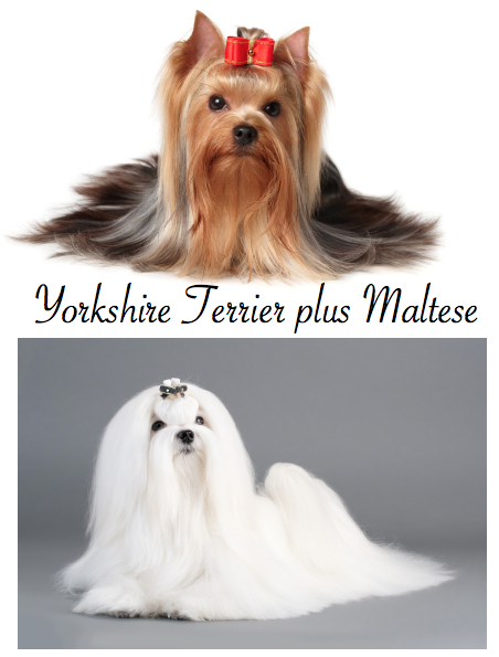yorkie throwing up blood morkies are special yorkie throwing up blood morkies are special