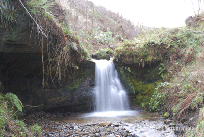 Maspie Den, Falkland