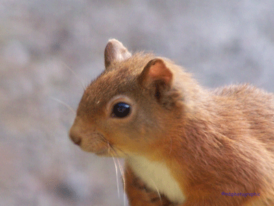 Red Squirrel
