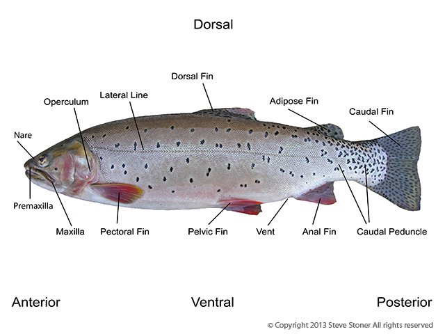 What is the circled thing called and what is it's significance? Plane