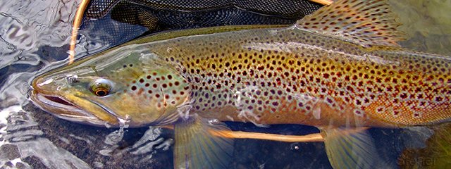 a photo of a fantastic male brown trout