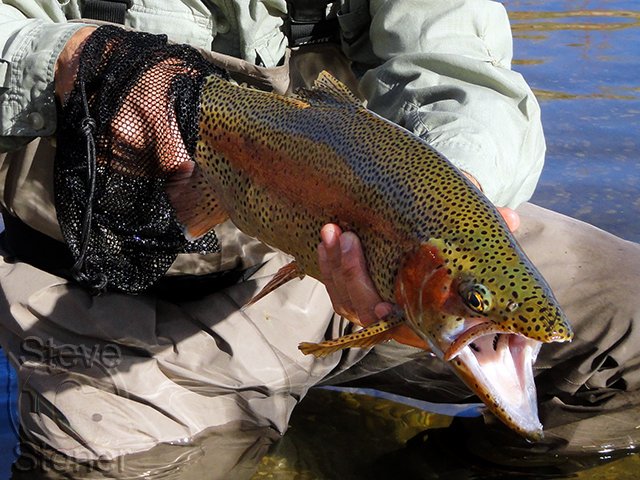 a photo of an ATH Traun F1 and a fine wild brown