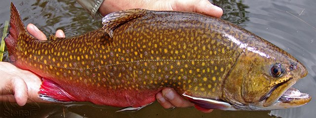 a photo of a huge brookie