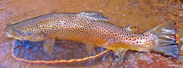 a photo of a very large brown trout