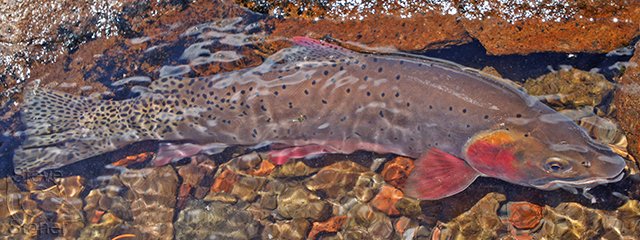 a photo of a large Bonneville cutthroat