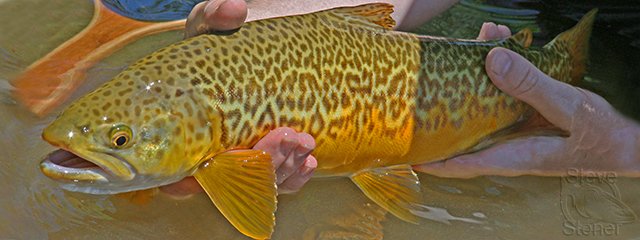 a photo of a tiger trout