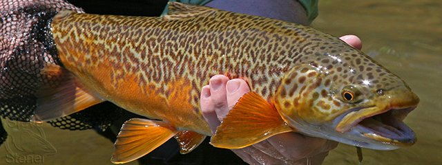 a photo of a beautiful tiger trout