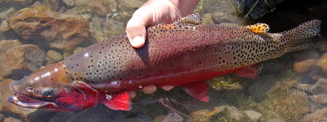 a photo of a Colorado River cutthroat