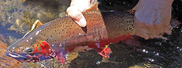 a photo of a fine Colorado River cutthroat