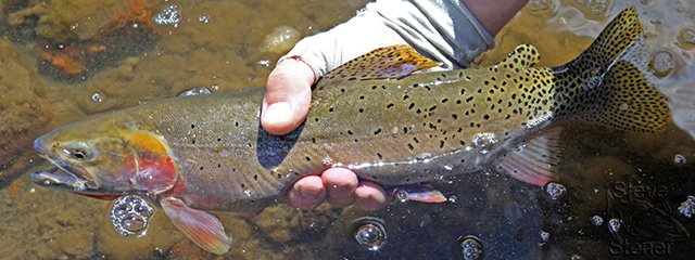 a photo of a Bonneville cutthroat