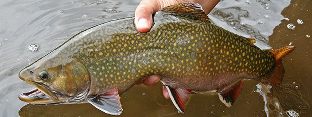 a photo of a Boulder Mountain brookie