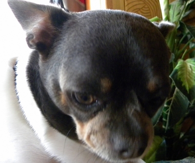 Image description