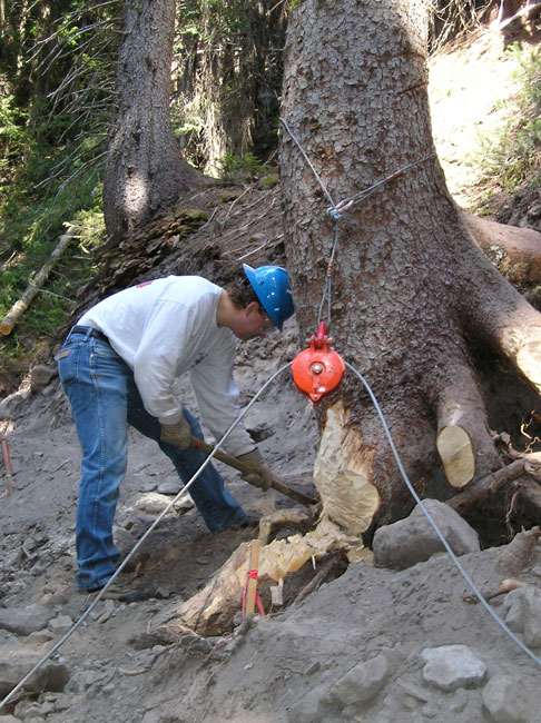 Preparing for stump removal