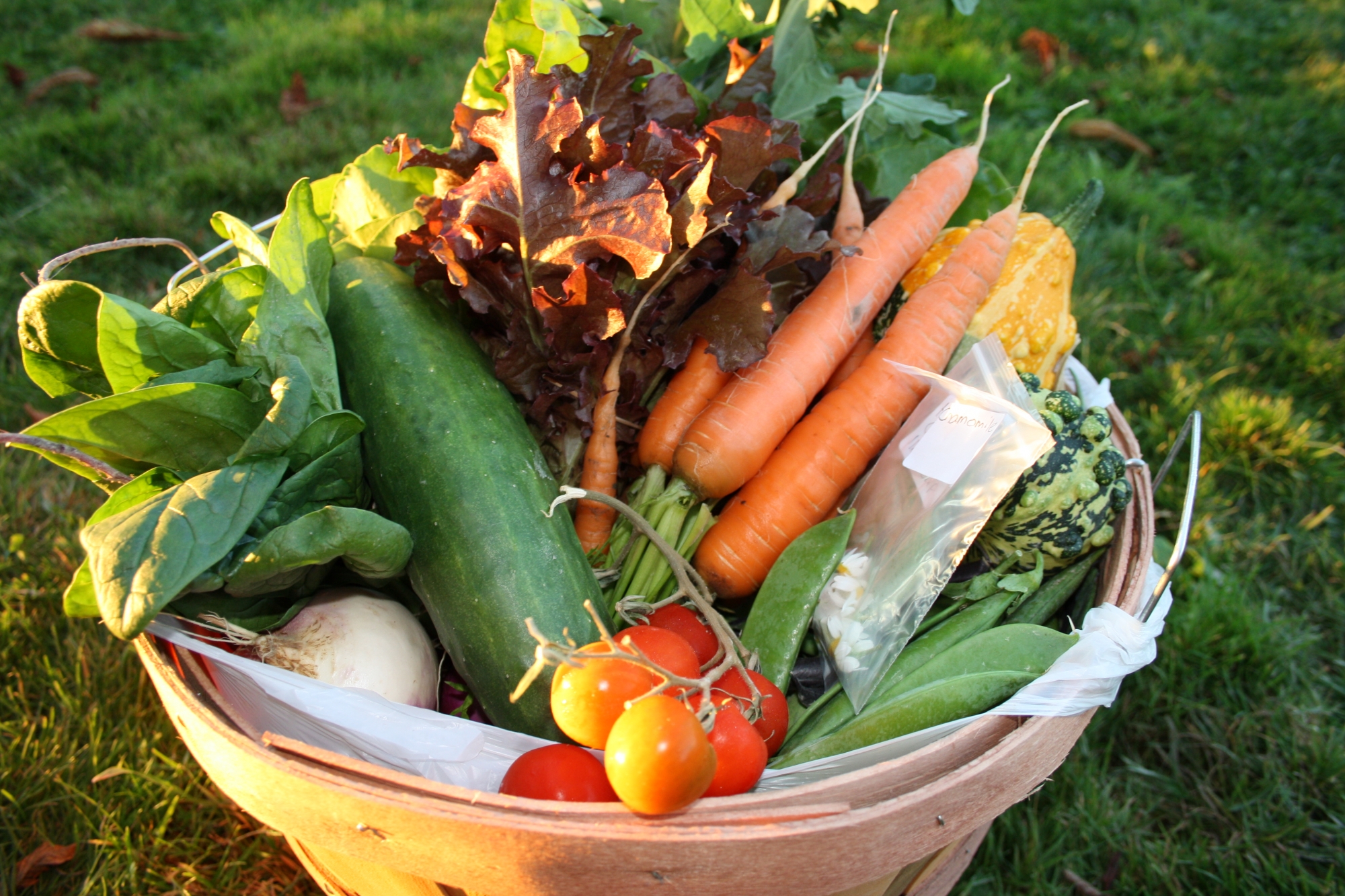 weekly vegetable baskets at On the Farm vegetables