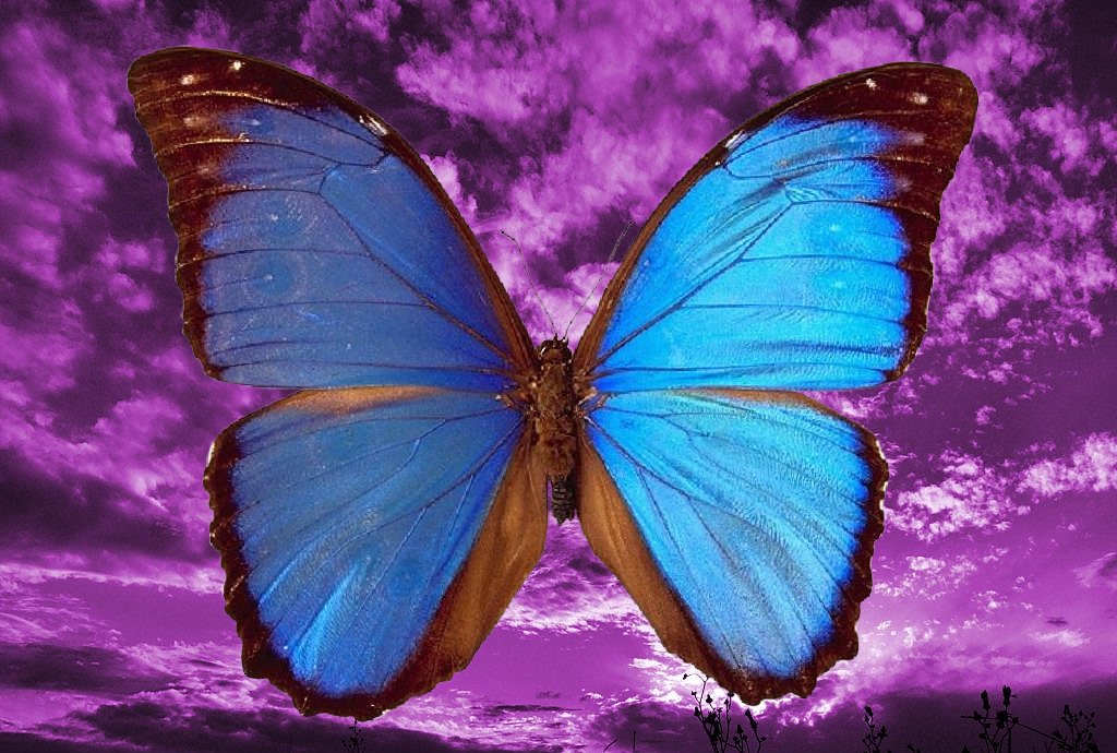 Butterfly dreamz.com