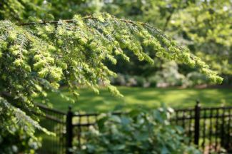 Residential and Commercial Tree Care Service and Plant Health Care