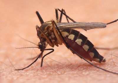 Mosquito Control , Greenville, SC