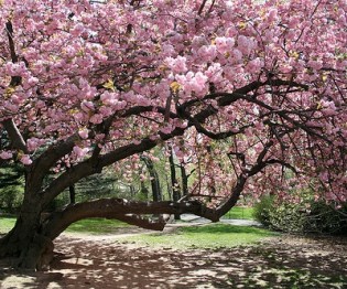 Spring is an important season for tree fertilizer and nutrient application and other preventative plant health care 