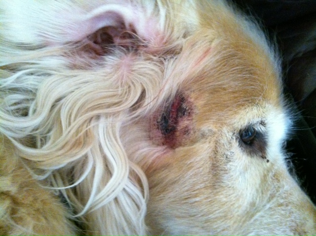 Can I Apply Hydrocortisone On My Dog Can I Apply Hydrocortisone On My Dog