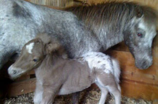 Concerned Care Pet Therapy miniature horses bring joy to many.