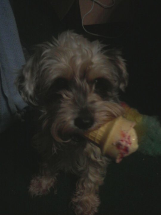Holly