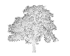 tree, white tree, tree vector