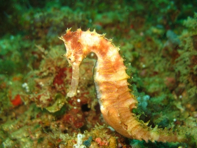 Seahorse