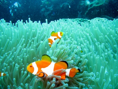 Find Nemo on a reef dive with Neptune Dive Center!