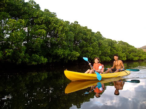 Mangrove Kayaking