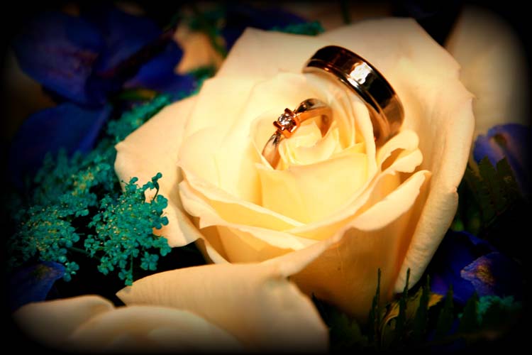 Wedding Rings on white rose