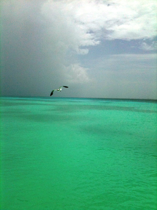 Image description