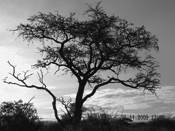 Image description