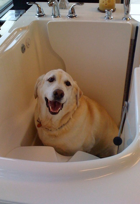 walk in tub theratub florida puppy
