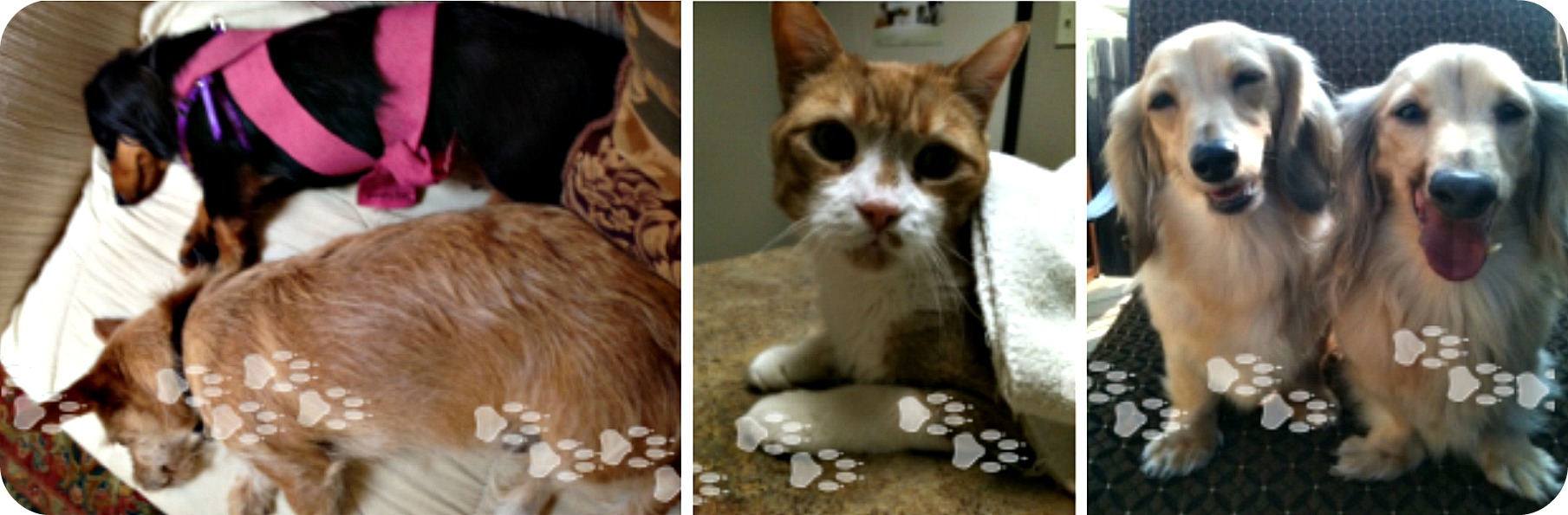 Home Gentle Pet Solutions