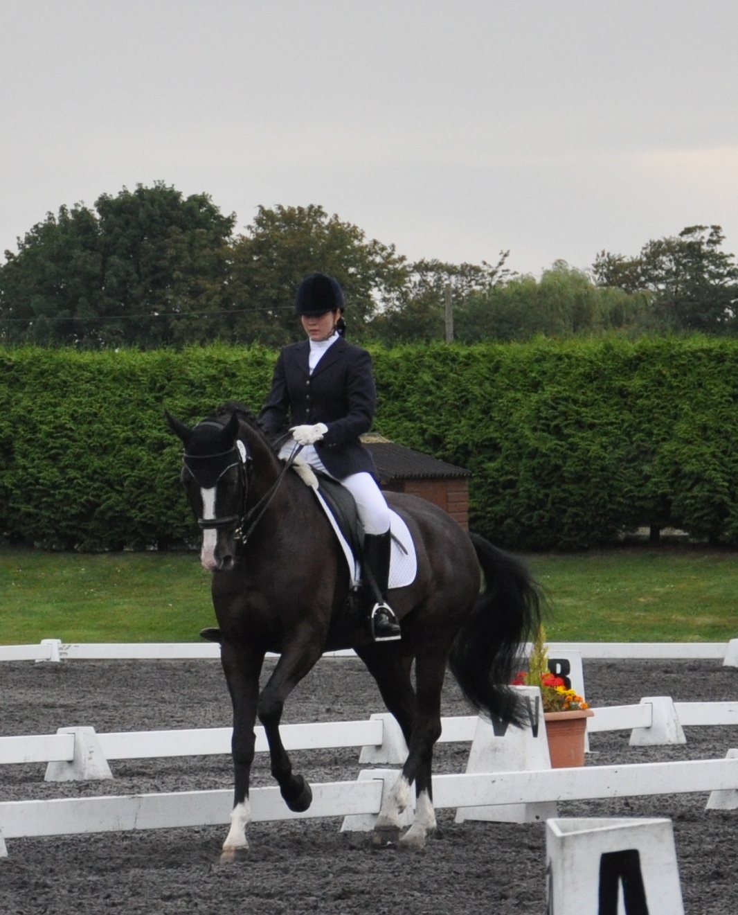 Daisy Jackson, Dressage 