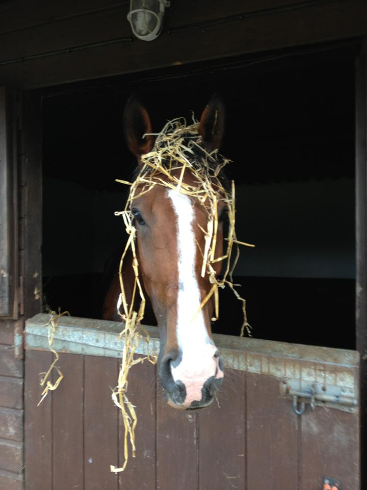 Pip's Diary : Ex Racer Fezi, Part II, More Dressage and a change of Yard