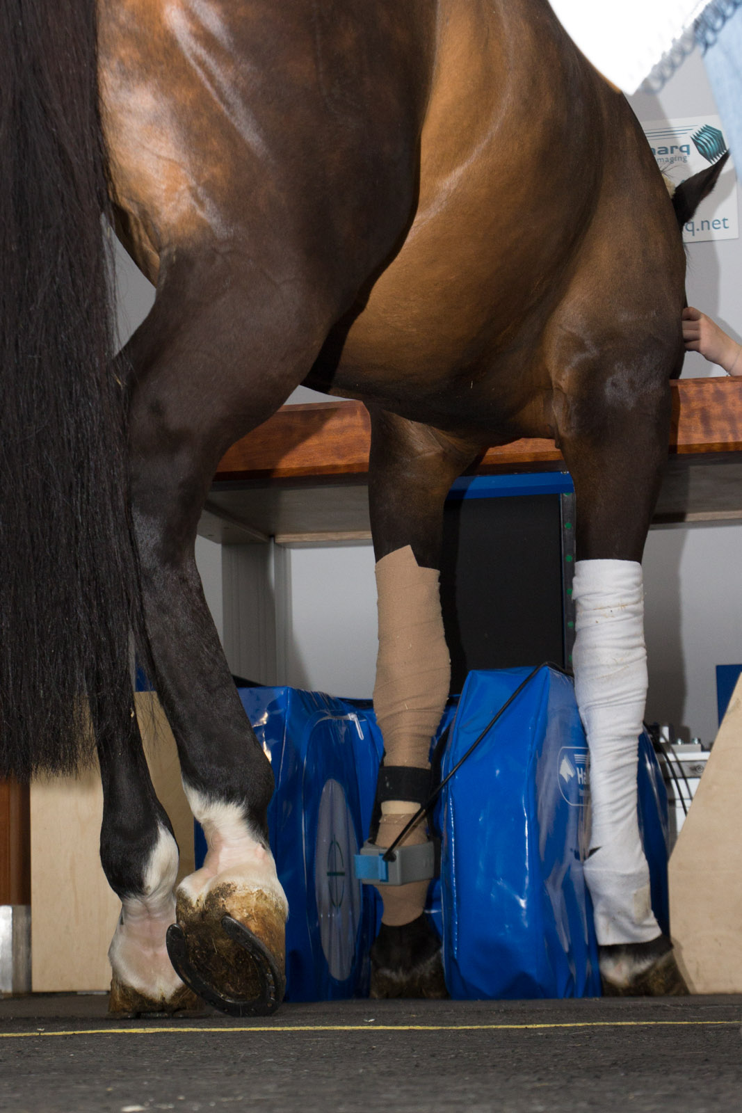 10 Things You Should Know about Equine MRI Scans