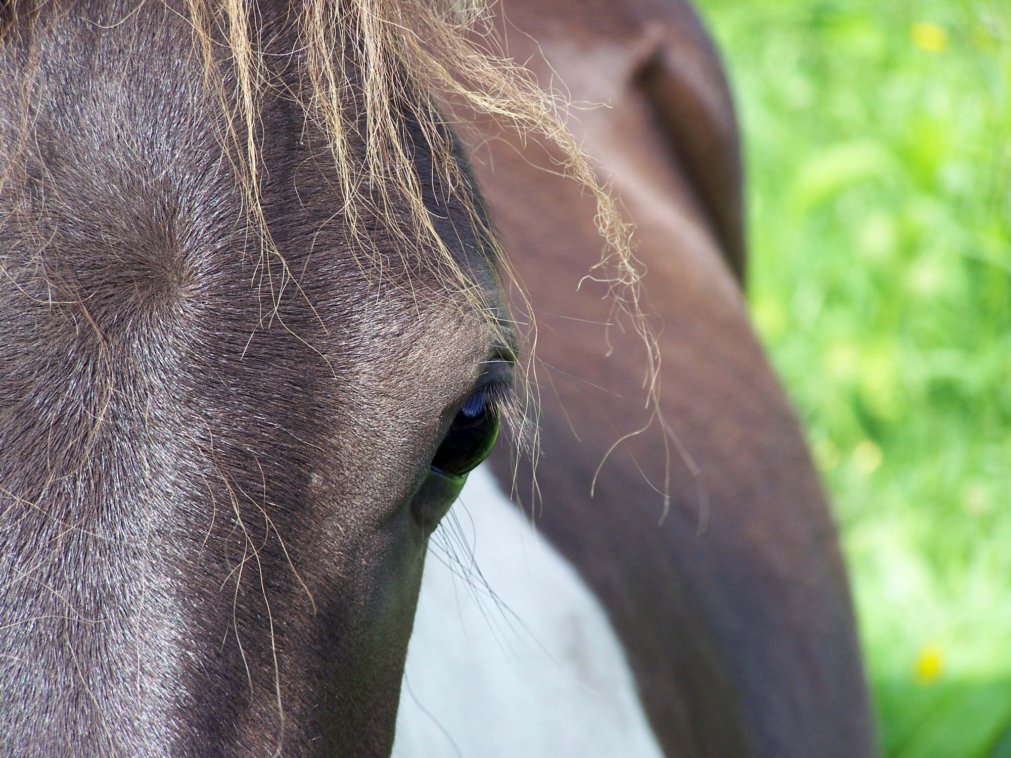 Understanding Laminitis in ponies and horses