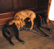 Image description