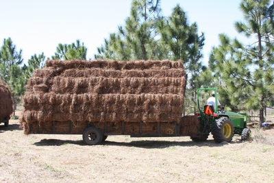 straw pine florida fine mulching material landscape used