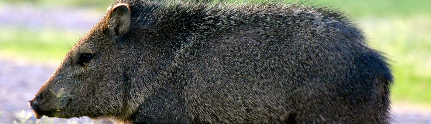 Javelina
