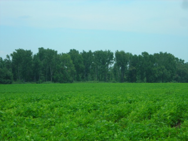 Image description