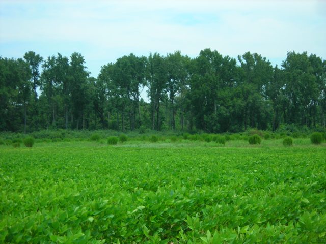 Image description