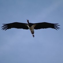 observacion de aves