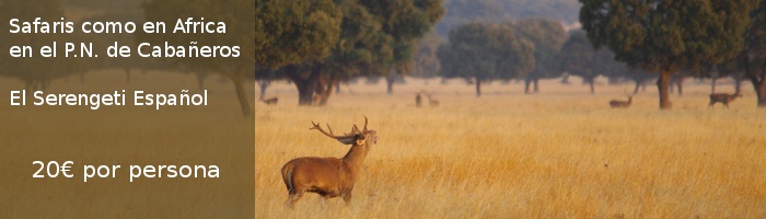 Safaris como en Africa en Cabañeros